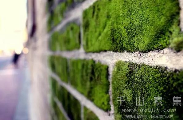 花草就是这样“种”墙上的—墙体绿化实战宝典