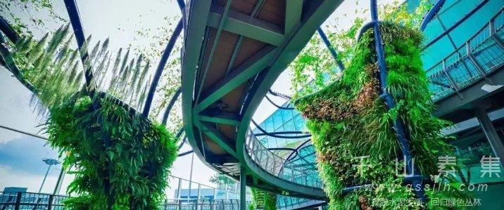 垂直绿化,城市绿化,垂直绿化景观