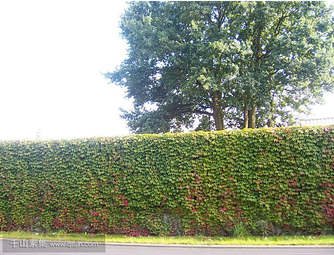 植物墙---创造大自然的神奇