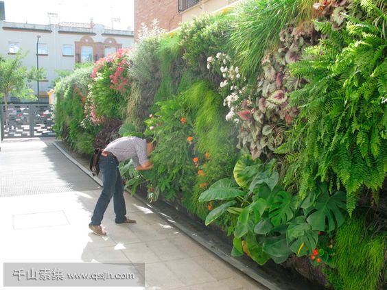 植物墙作为装修新材料，正在逐步走进人们的生活