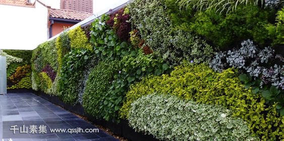 千山素集：浅谈隔离式植物墙在公共空间的作用