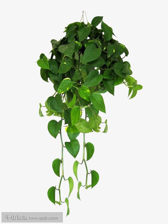千山素集：告诉你植物墙常用的懒人植物