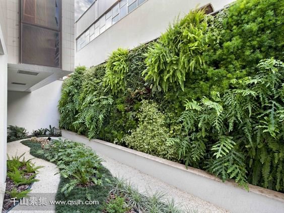 植物墙：软装绿化中不可或缺的元素