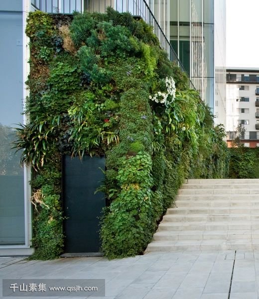 做围墙的垂直绿化把握这三点，植物不仅好看，最少活十年！