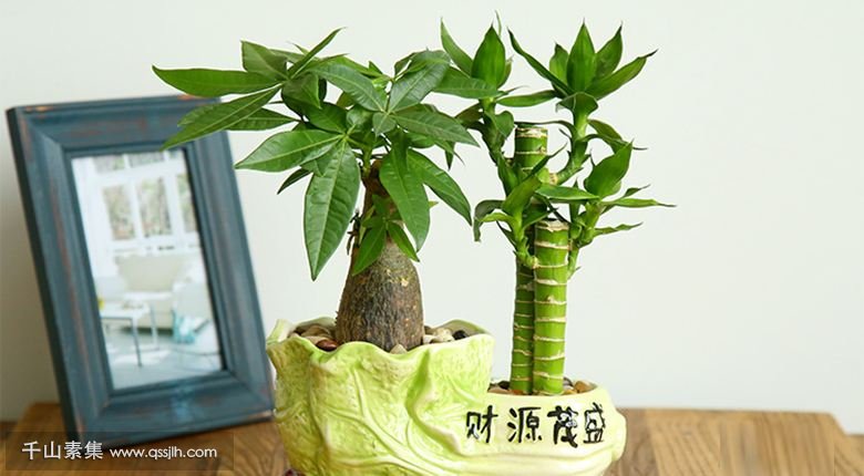 家里植物墙上的富贵竹怎么养，才好看？