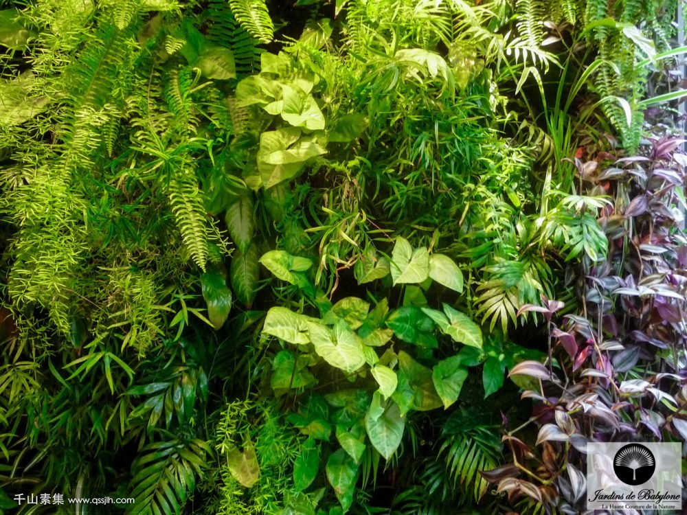 植物墙的设计形式和植物景观成效展示！