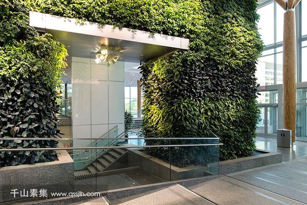 室内植物墙绿化养护应注意的事项有哪些？