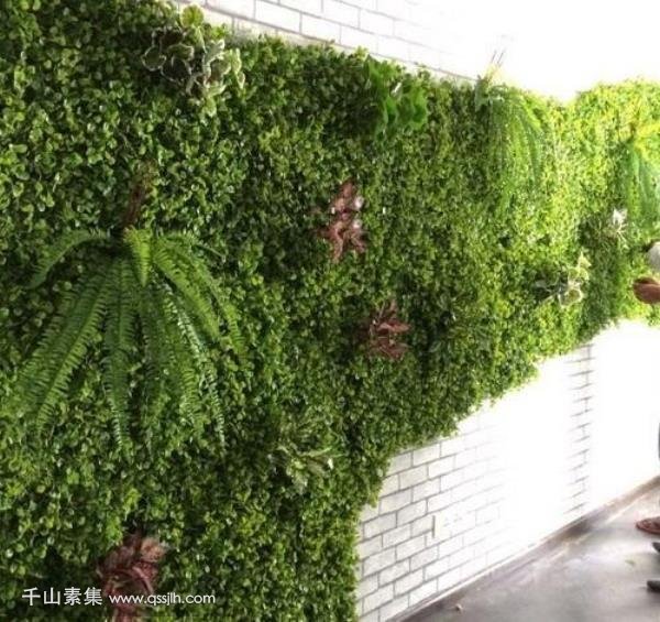 植物墙植物-景观草