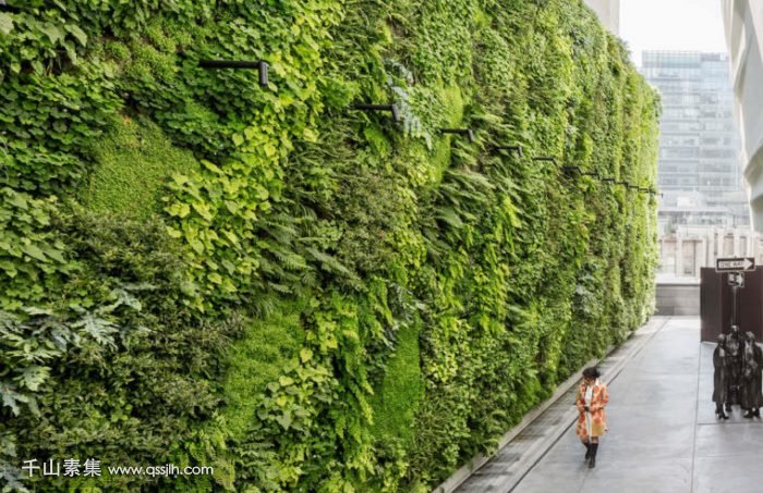 植物墙和垂直绿化