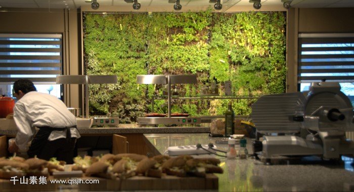大型餐厅开放式厨房的垂直草药园