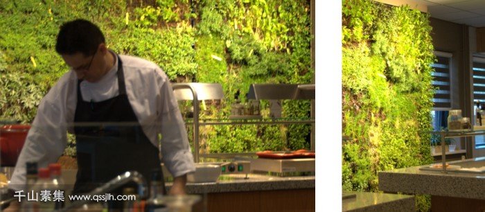 厨房垂直绿化