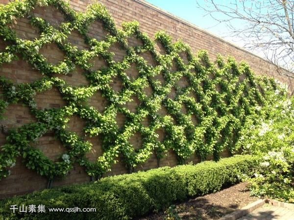 【池州植物墙】阳台绿化必备物种：四季常青的爬墙植物