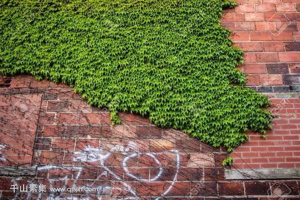 池州植物墙