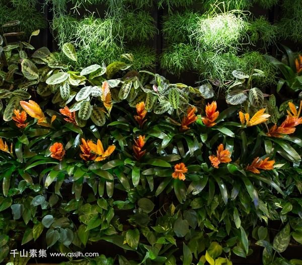 【三明植物墙】旺财的植物墙植物推荐 优化家居风水