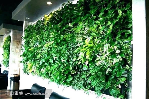 室内植物墙如何与软装融合