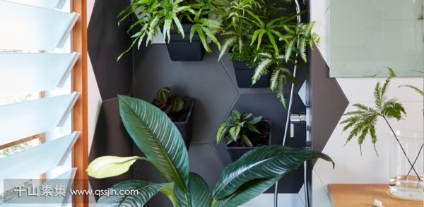 植物墙植物-散尾葵的培育方法