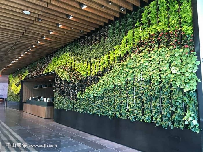 外墙垂直绿化
