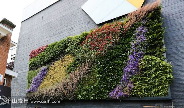 来自街头巷尾的植物墙 成为城市的绿色精灵