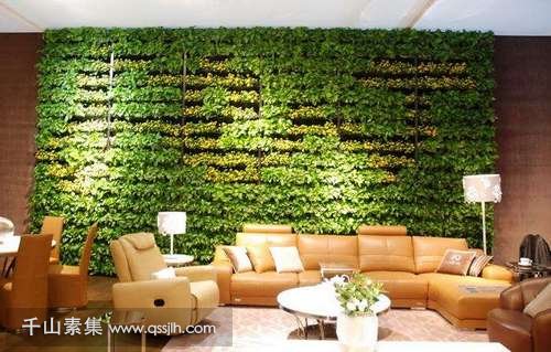 室内植物墙