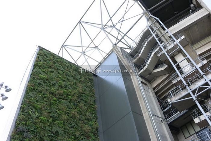 Twickenham Stadium植物墙，在混泥土上覆盖绿荫