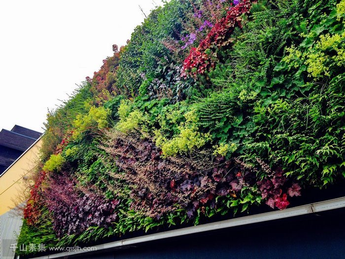 垂直绿化是植物墙吗？