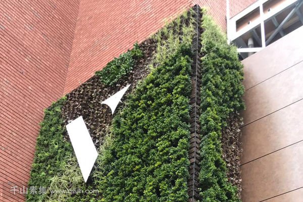 植物墙对于城市建筑物的作用