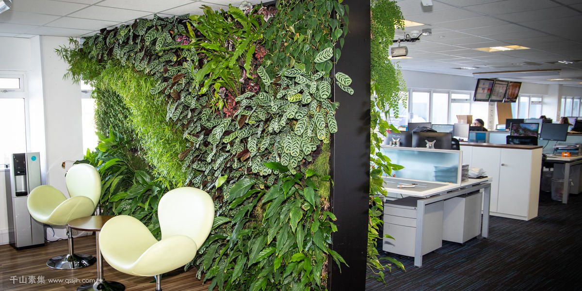 生态办公室植物墙，原始森林既视感