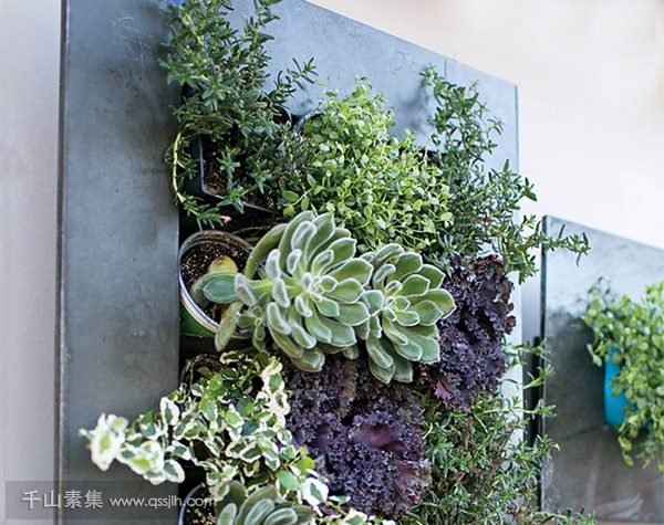 哪些环境不适合打造植物墙？