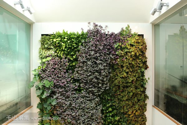 室内绿化墙植物墙，这是大自然的馈赠！