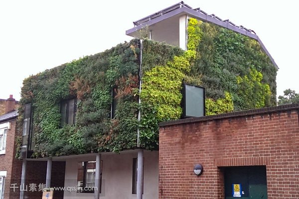 物业外墙垂直绿化