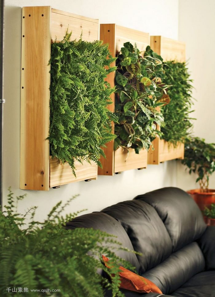 适用于制作植物墙的植物