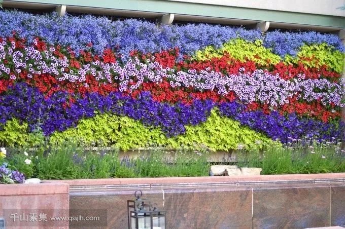 时令草花应用于植物墙，快速造景佳物！