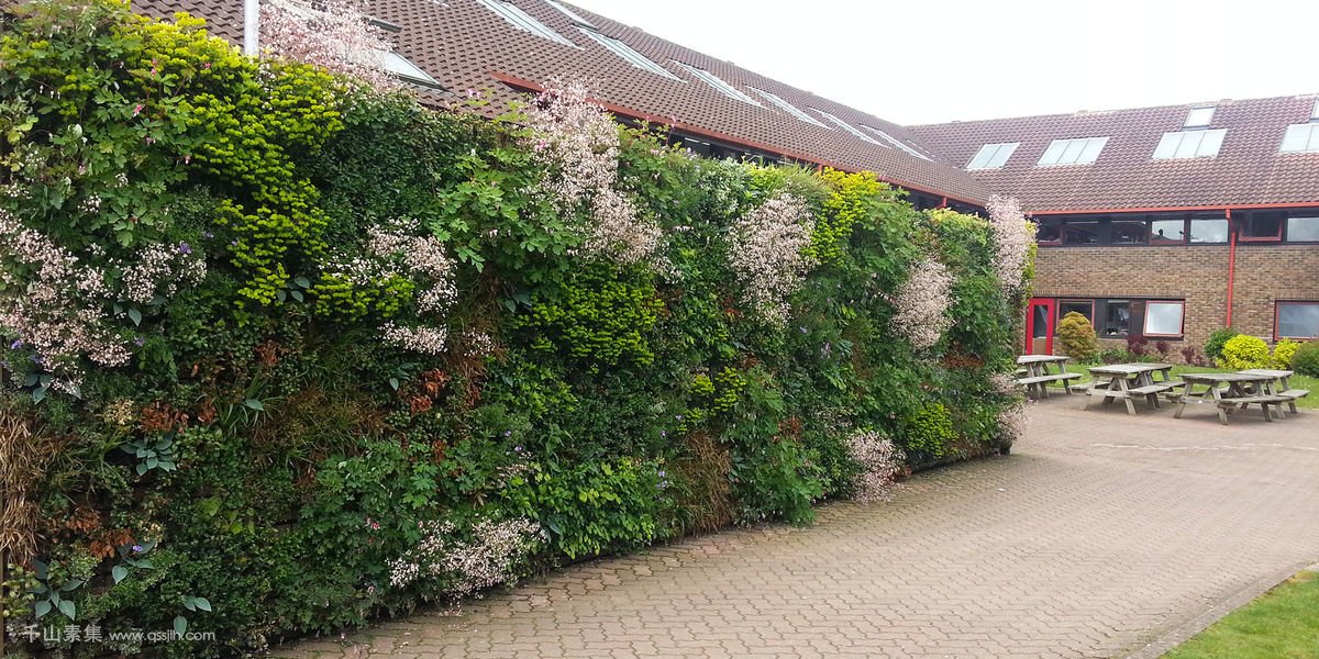 艺术大学围墙植物墙，辨识度高的墙上花园