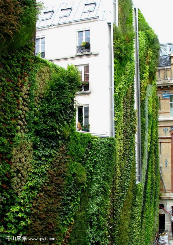 城市垂直绿化,垂直绿化景观