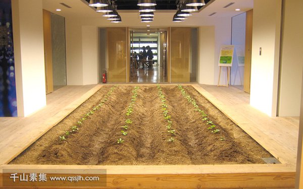 室内植物墙,垂直绿化技术