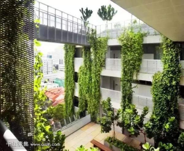 垂直绿化给学校营造健康的环境，建筑既是景观。