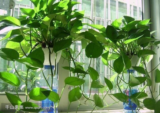 校园垂直绿化用这几种植物不仅好看，还能提升校园活力。