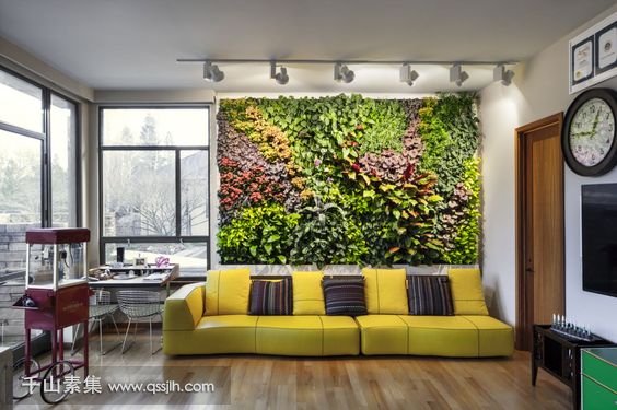 在武汉适合做室内植物墙的植物有哪些？这些植物值得借鉴！