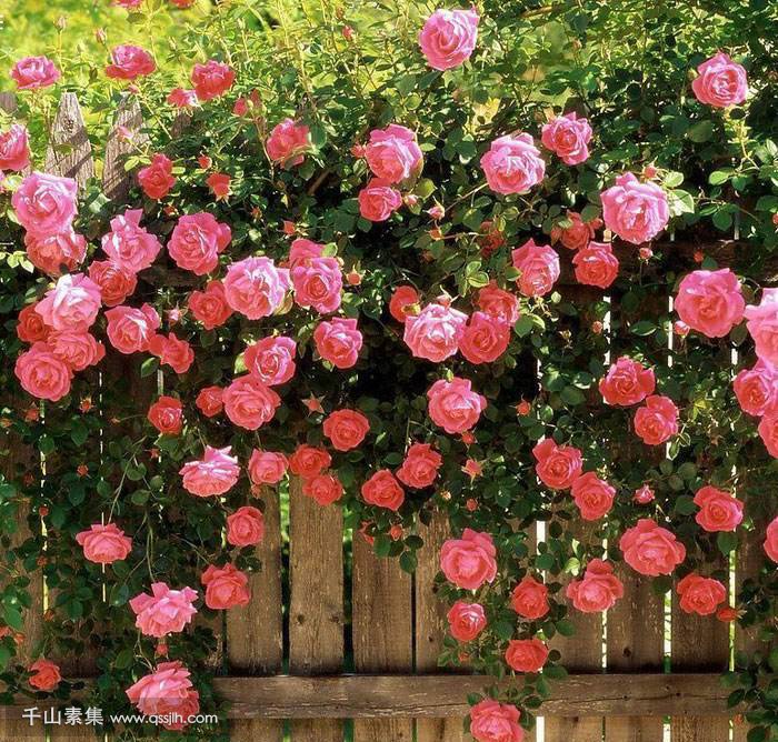大马士革玫瑰为什么被室外植物墙所推崇！你知道原因吗？