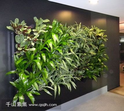 室内植物墙做法有哪些，什么做法最好！