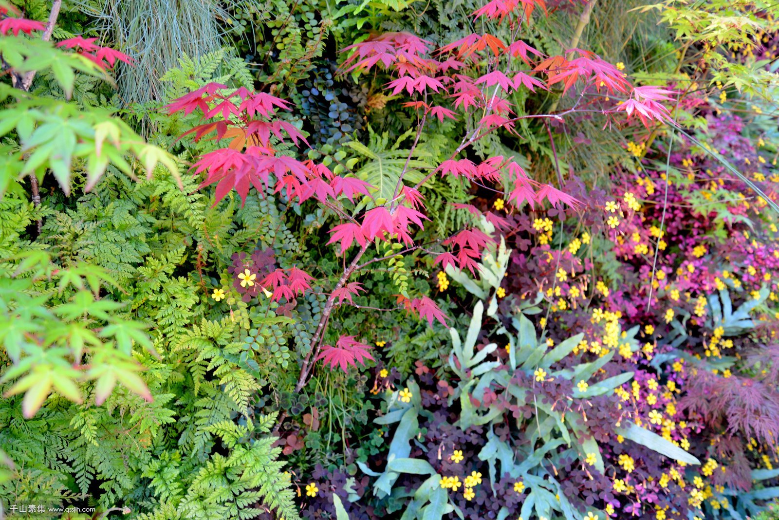 2-florafelt-vivid-color-vertical-garden-living-green-san-francisco1.jpg
