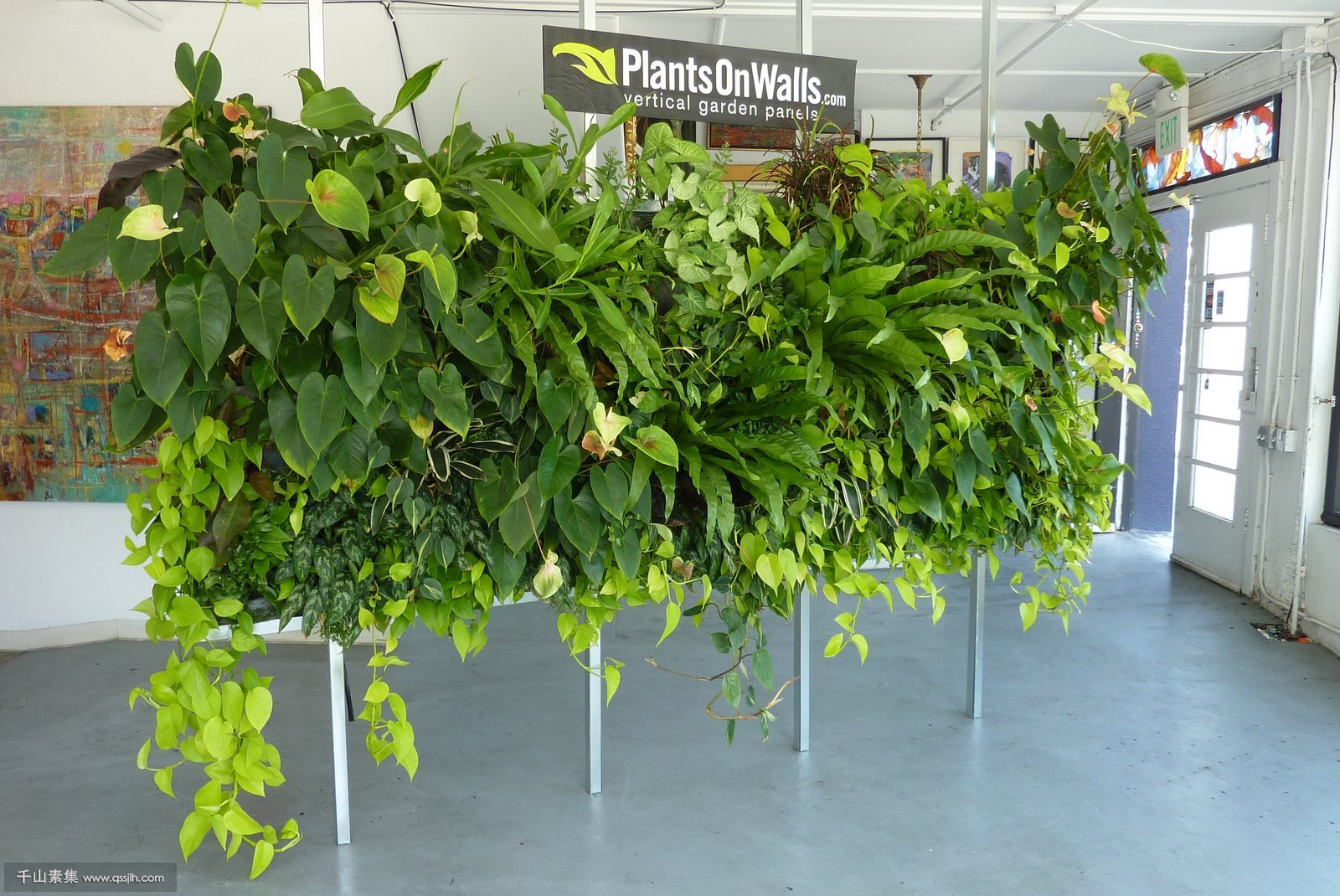 植物墙上的植物品种应该如何选择？