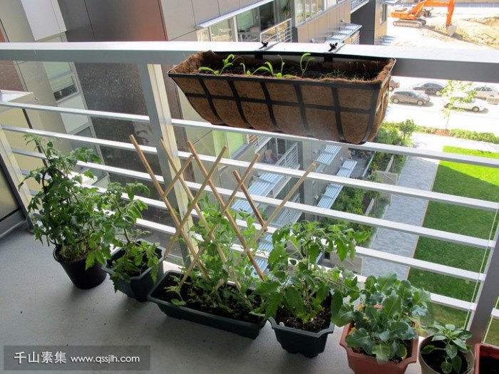 都市人的生活休闲新模式：阳台种菜