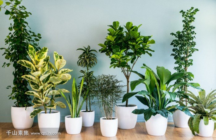 能净化室内空气的植物有哪些