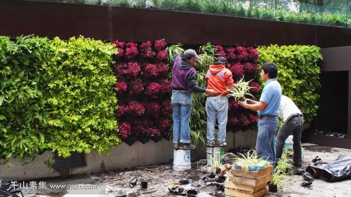 植物墙植物修剪