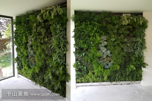 【光谷植物墙】私人住宅垂直绿化 室内构建的生态空间