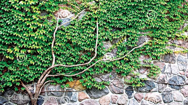 【宣城植物墙】植物墙植物的一些高性价比种类 各自适用环境