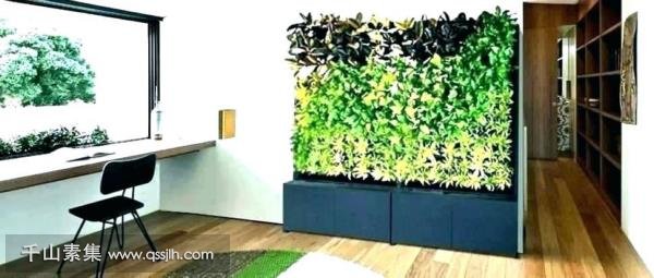 【武夷山植物墙】哪些植物不能用在室内植物墙