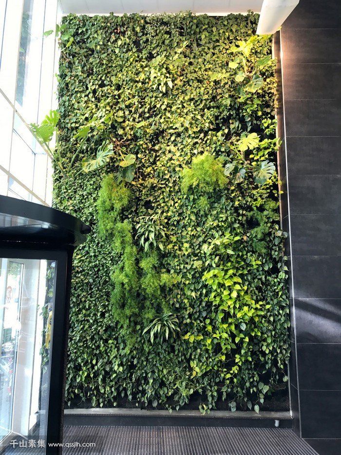 酒店垂直绿化