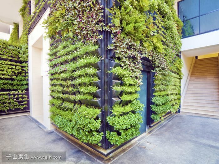 安装植物墙的环境